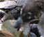 Coati Mundi